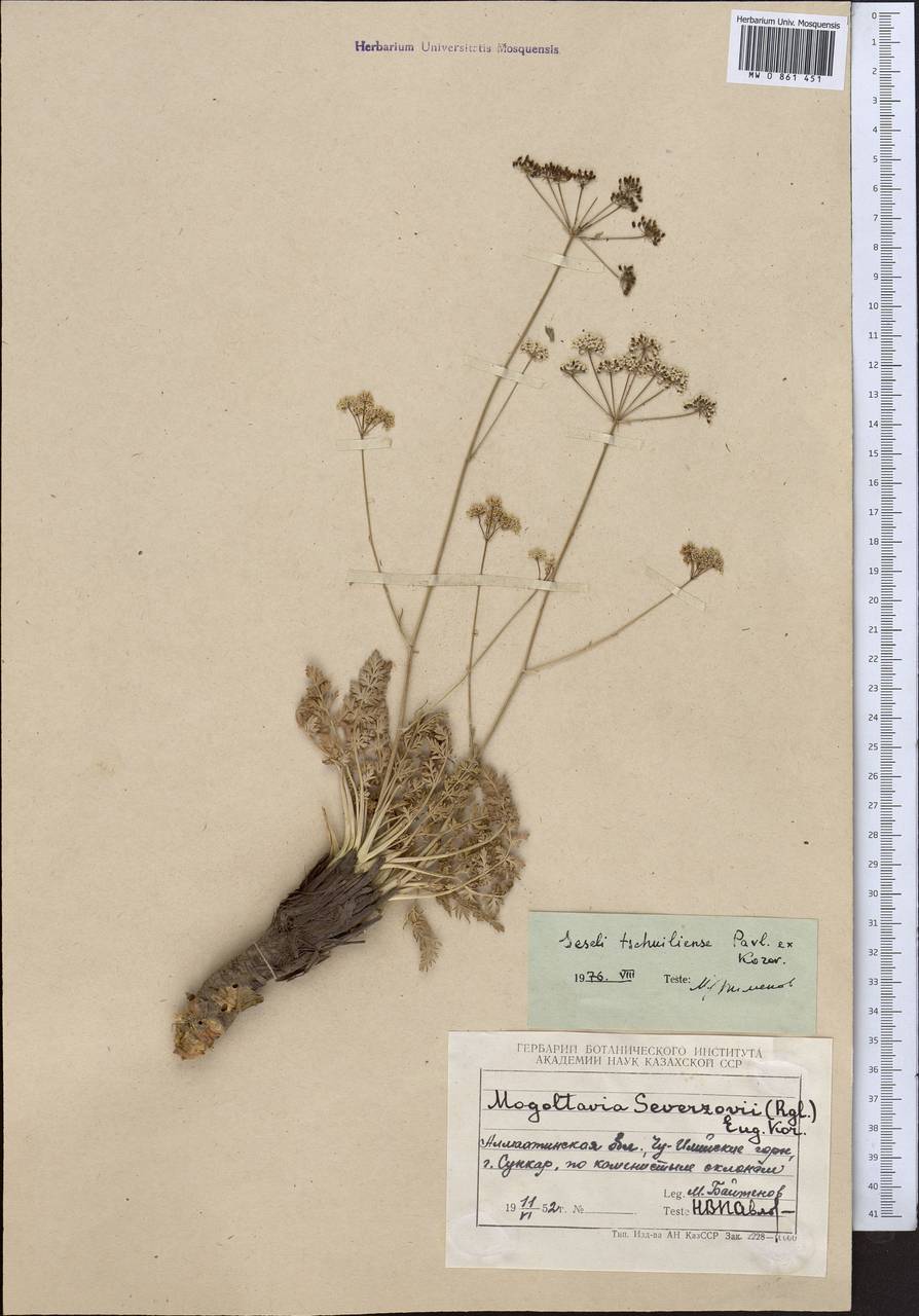 Гиалолена чу-илийская (Pavlov ex Korovin) Pimenov & Kljuykov, Средняя Азия и Казахстан, Северный и Центральный Тянь-Шань (M4) (Казахстан)