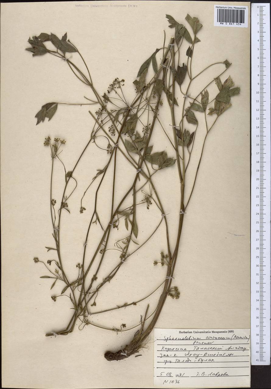 Клинолопастник кожистый (Korovin) Pimenov, Средняя Азия и Казахстан, Западный Тянь-Шань и Каратау (M3) (Казахстан)