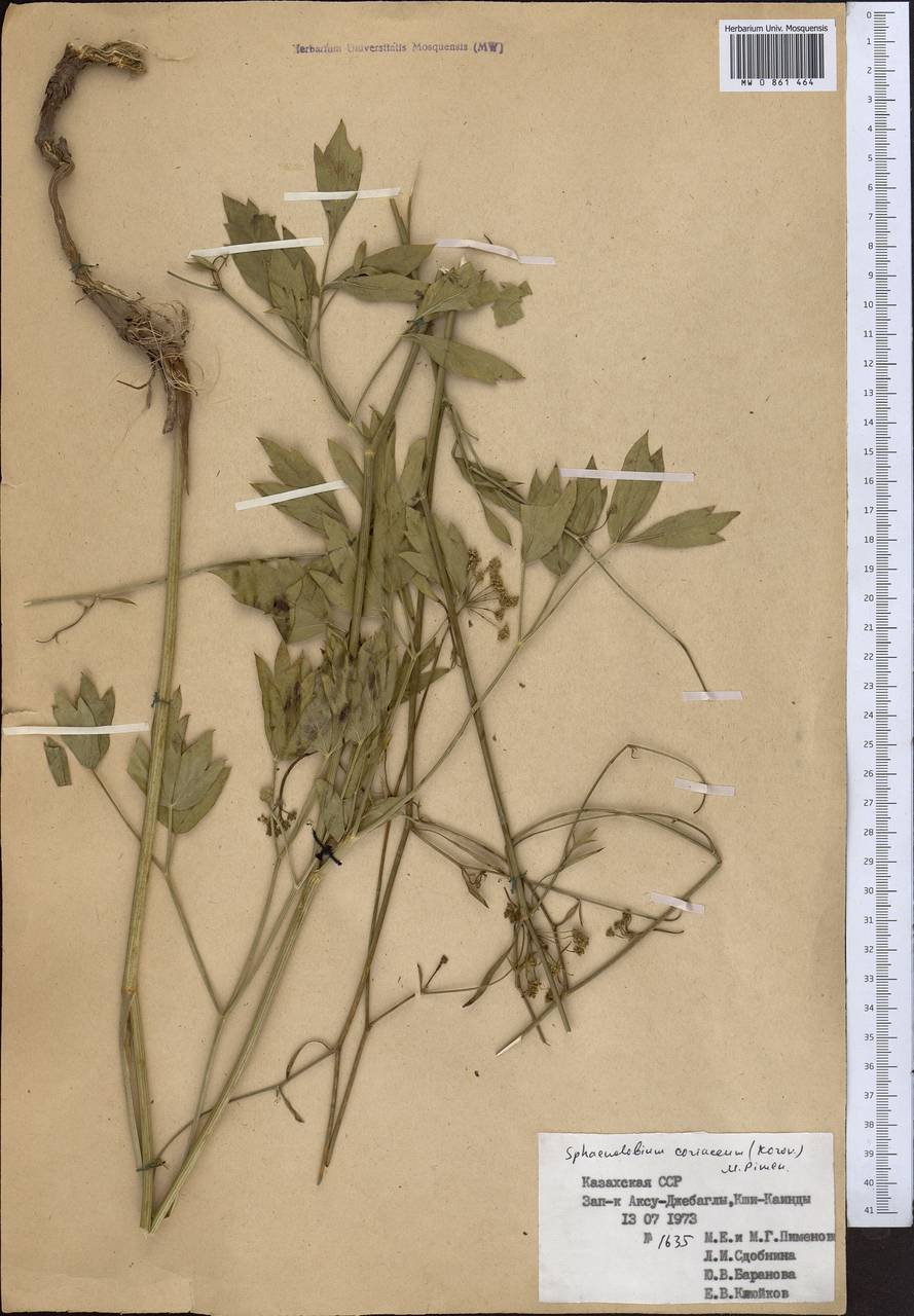 Клинолопастник кожистый (Korovin) Pimenov, Средняя Азия и Казахстан, Западный Тянь-Шань и Каратау (M3) (Казахстан)