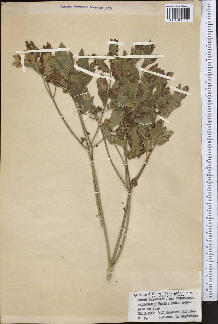 Клинолопастник тяньшанский (Korovin) Pimenov, Средняя Азия и Казахстан, Западный Тянь-Шань и Каратау (M3) (Казахстан)