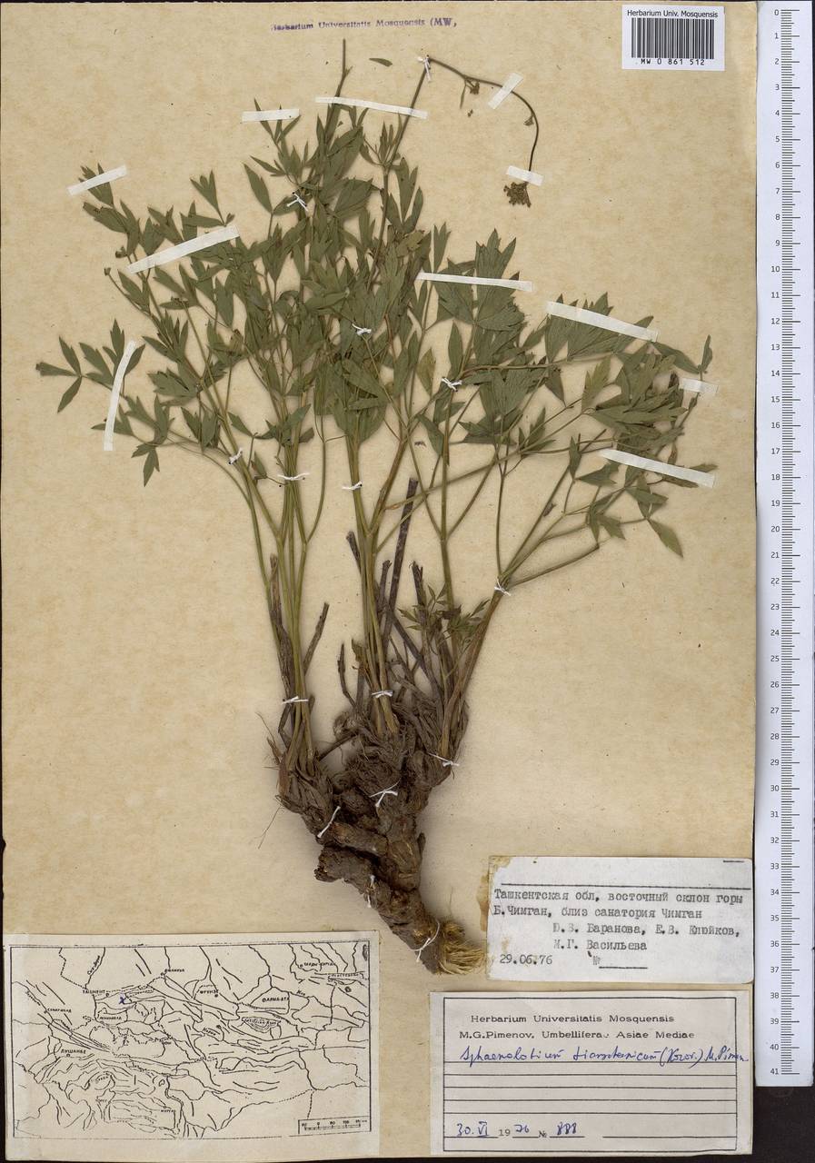 Клинолопастник тяньшанский (Korovin) Pimenov, Средняя Азия и Казахстан, Западный Тянь-Шань и Каратау (M3) (Узбекистан)