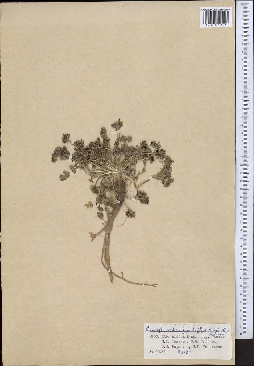 Диморфосциадий гайевидный (Regel & Schmalh.) Pimenov, Средняя Азия и Казахстан, Памир и Памиро-Алай (M2) (Таджикистан)