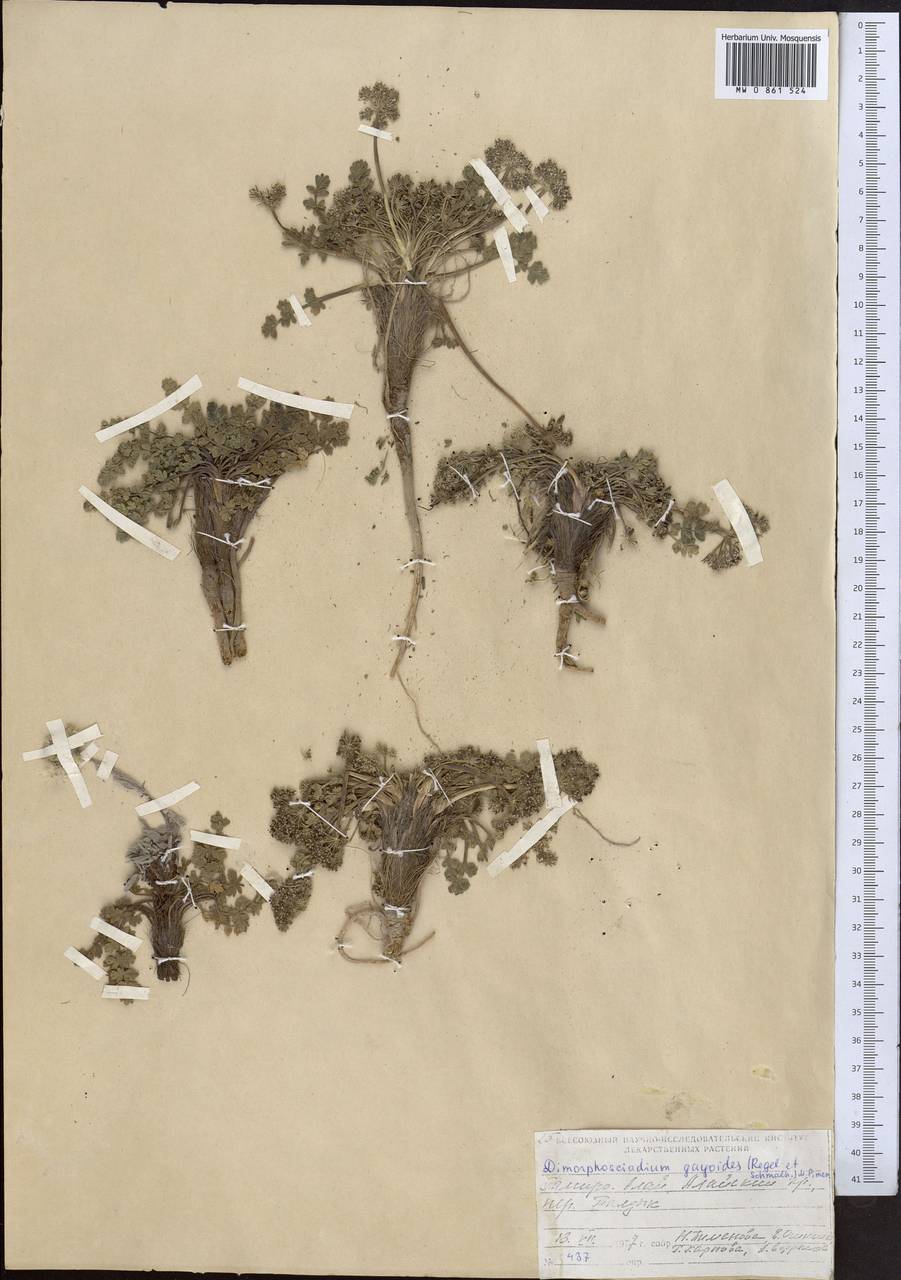 Диморфосциадий гайевидный (Regel & Schmalh.) Pimenov, Средняя Азия и Казахстан, Памир и Памиро-Алай (M2) (Киргизия)