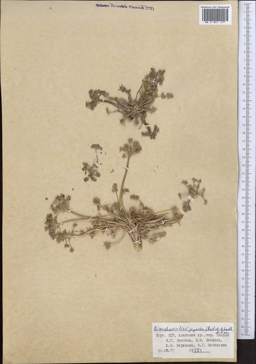 Диморфосциадий гайевидный (Regel & Schmalh.) Pimenov, Средняя Азия и Казахстан, Памир и Памиро-Алай (M2) (Киргизия)