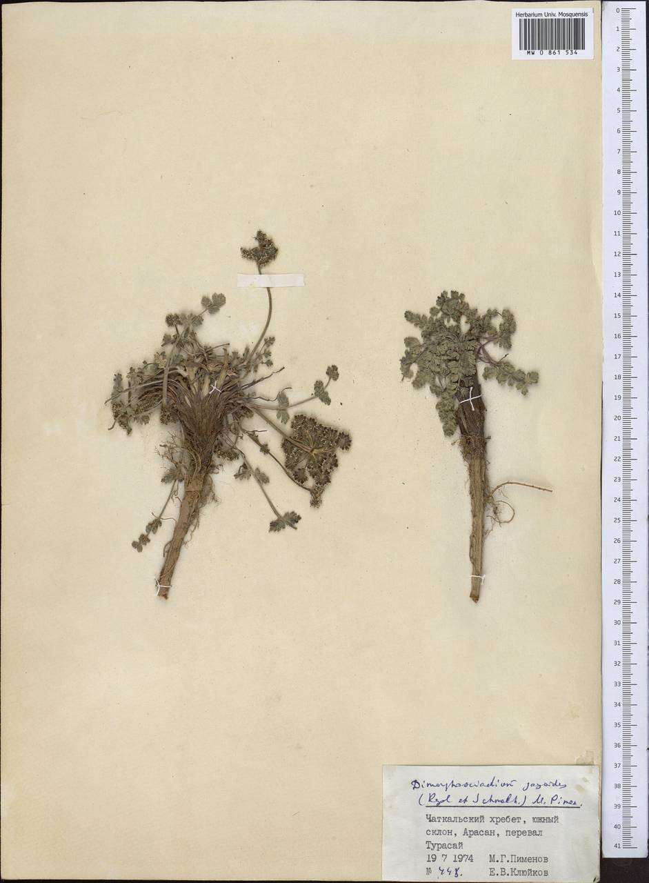 Диморфосциадий гайевидный (Regel & Schmalh.) Pimenov, Средняя Азия и Казахстан, Памир и Памиро-Алай (M2) (Узбекистан)