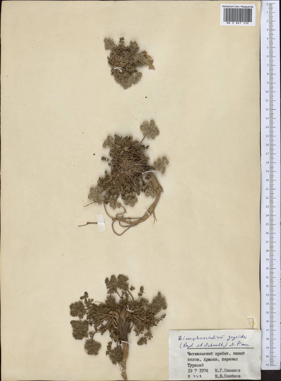 Диморфосциадий гайевидный (Regel & Schmalh.) Pimenov, Средняя Азия и Казахстан, Памир и Памиро-Алай (M2) (Узбекистан)