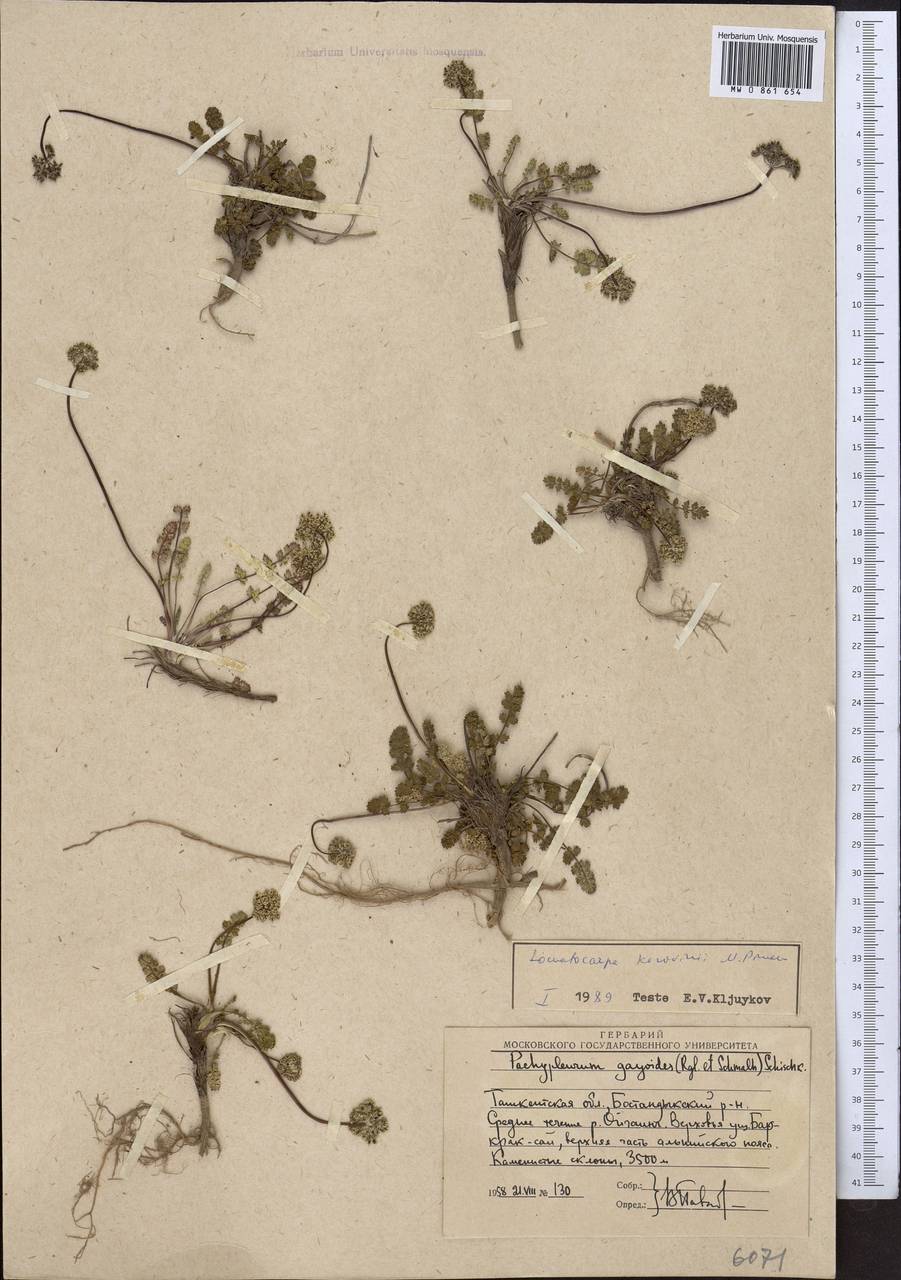 Lomatocarpa alata (Korovin) Pimenov, Средняя Азия и Казахстан, Западный Тянь-Шань и Каратау (M3) (Узбекистан)