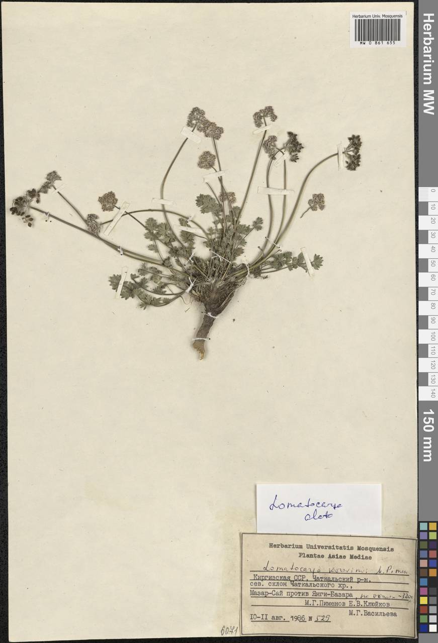 Lomatocarpa alata (Korovin) Pimenov, Средняя Азия и Казахстан, Западный Тянь-Шань и Каратау (M3) (Киргизия)