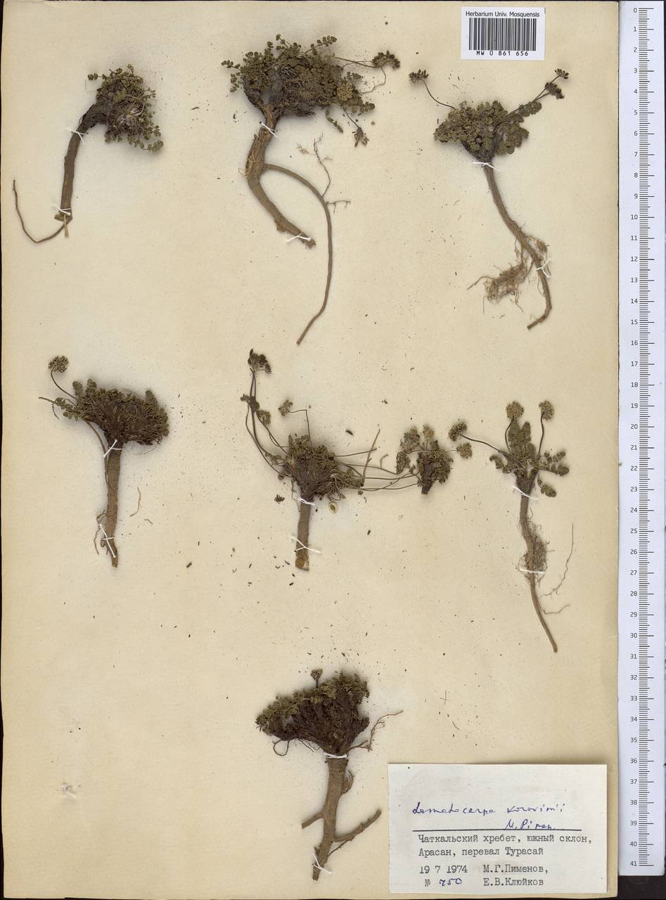 Lomatocarpa alata (Korovin) Pimenov, Средняя Азия и Казахстан, Западный Тянь-Шань и Каратау (M3) (Узбекистан)