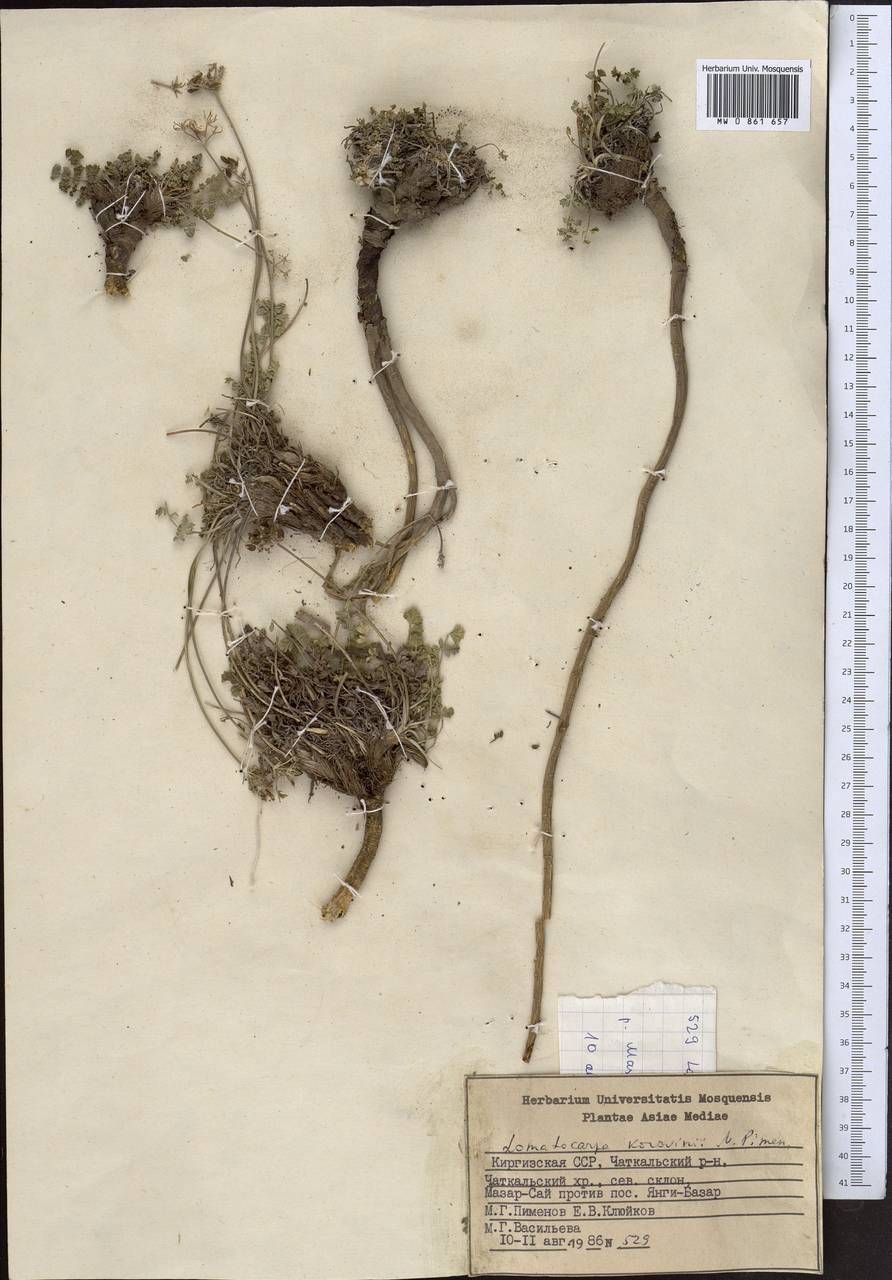 Lomatocarpa alata (Korovin) Pimenov, Средняя Азия и Казахстан, Западный Тянь-Шань и Каратау (M3) (Киргизия)