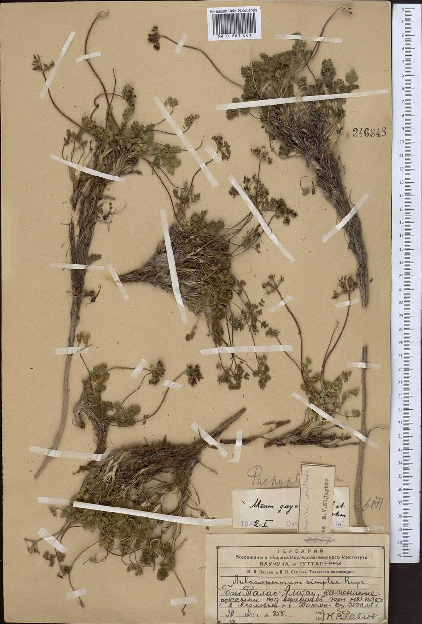 Lomatocarpa alata (Korovin) Pimenov, Средняя Азия и Казахстан, Западный Тянь-Шань и Каратау (M3) (Казахстан)