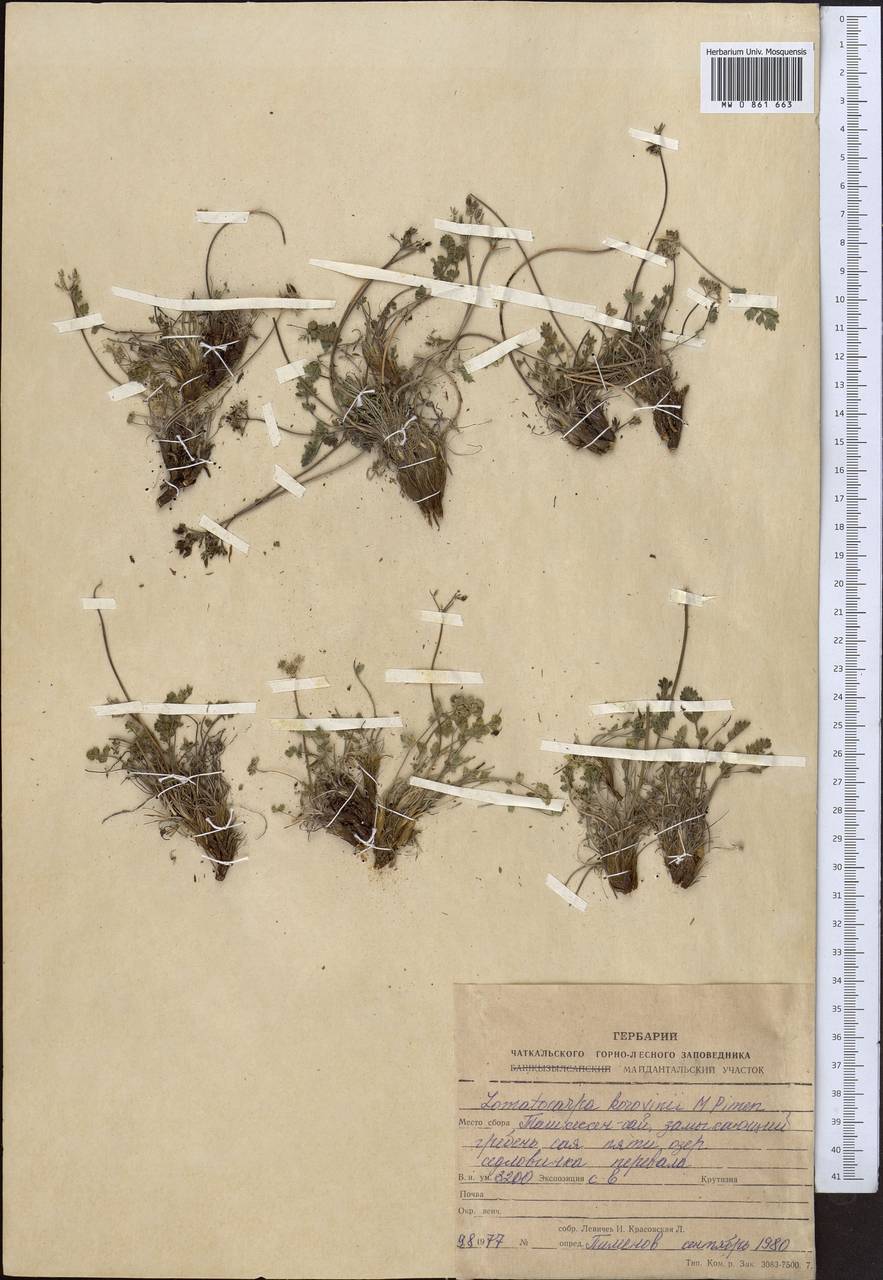 Lomatocarpa alata (Korovin) Pimenov, Средняя Азия и Казахстан, Западный Тянь-Шань и Каратау (M3) (Узбекистан)
