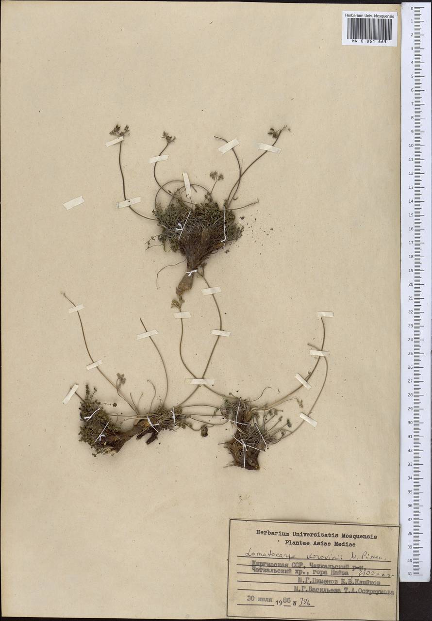 Lomatocarpa alata (Korovin) Pimenov, Средняя Азия и Казахстан, Западный Тянь-Шань и Каратау (M3) (Киргизия)