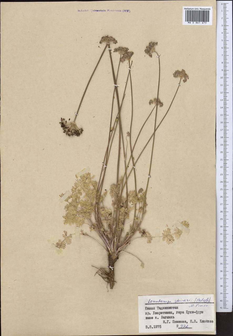 Лигустикум афганский Rech. fil., Средняя Азия и Казахстан, Памир и Памиро-Алай (M2) (Таджикистан)