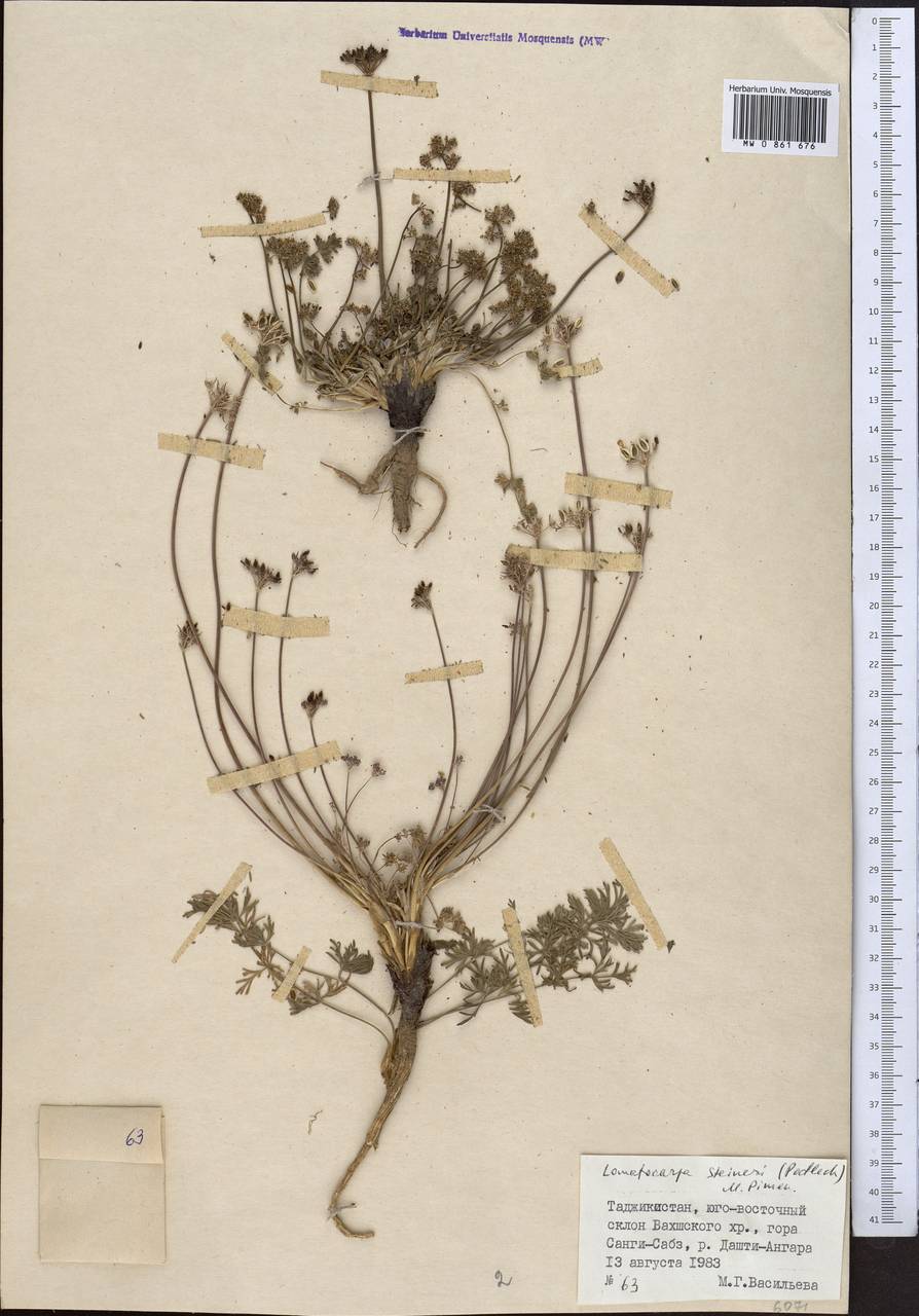 Лигустикум афганский Rech. fil., Средняя Азия и Казахстан, Памир и Памиро-Алай (M2) (Таджикистан)