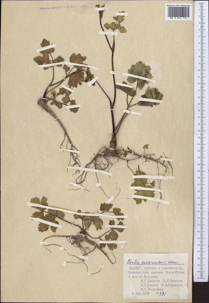 Паулита Овчинникова (Korov.) J. Soják, Средняя Азия и Казахстан, Памир и Памиро-Алай (M2) (Таджикистан)