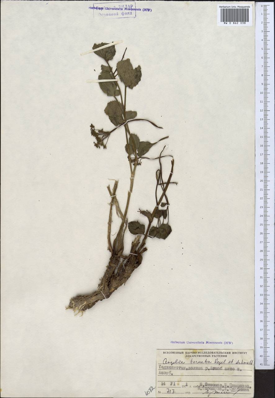 Дудник тройчатый Regel & Schmalh., Средняя Азия и Казахстан, Памир и Памиро-Алай (M2) (Таджикистан)