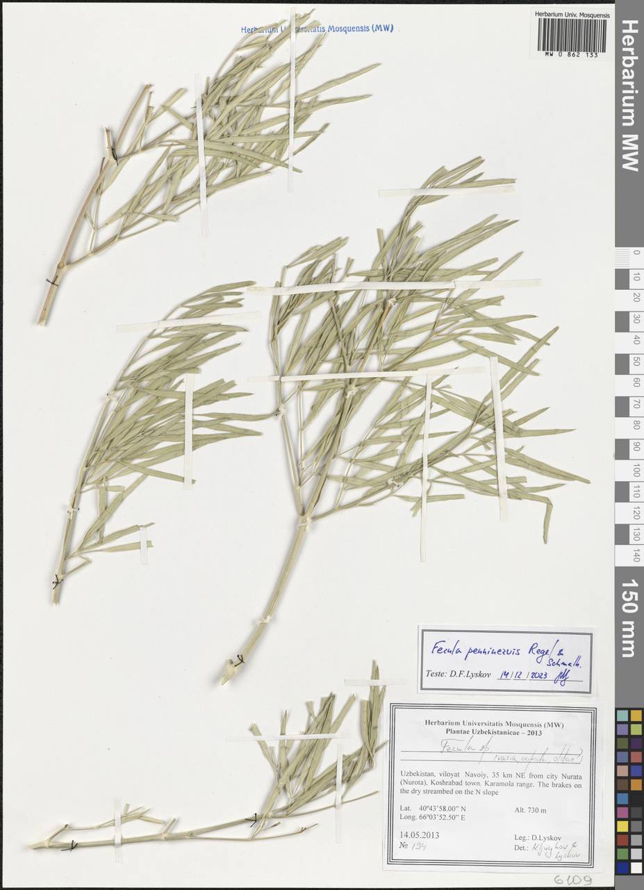 Ферула перистожильчатая Regel & Schmalh., Средняя Азия и Казахстан, Памир и Памиро-Алай (M2) (Узбекистан)