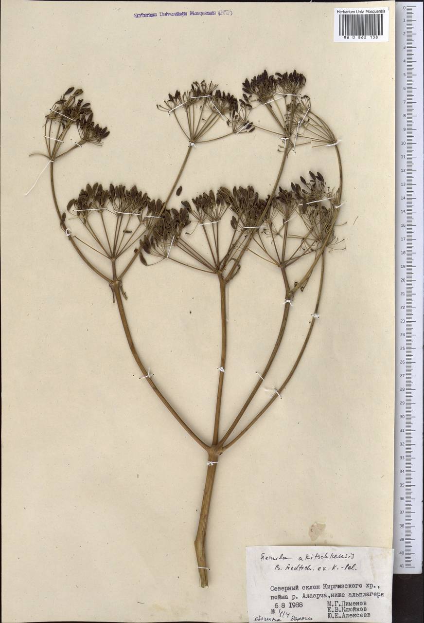 Ферула акичкенская B.Fedtsch. ex Koso-Pol., Средняя Азия и Казахстан, Северный и Центральный Тянь-Шань (M4) (Киргизия)