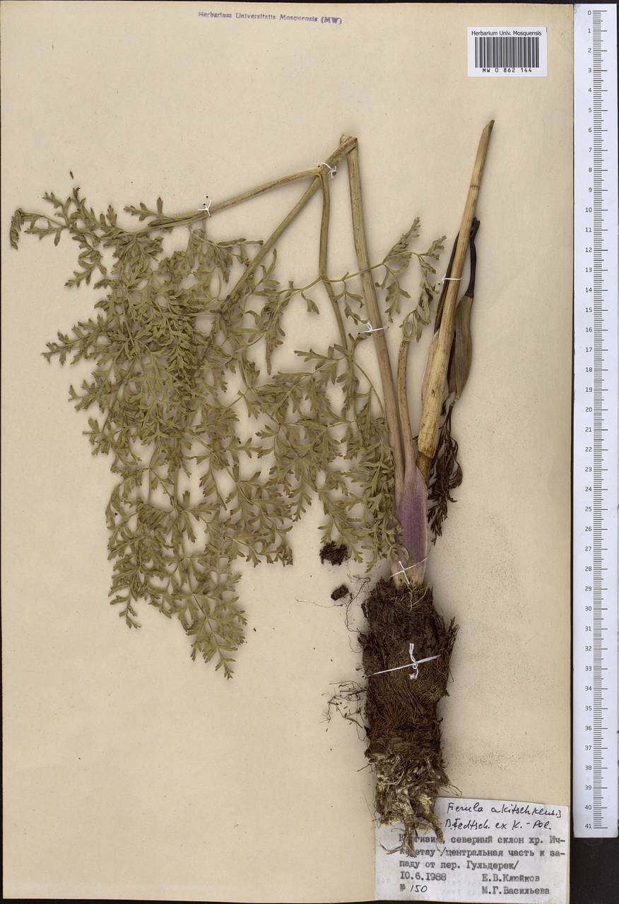 Ферула акичкенская B.Fedtsch. ex Koso-Pol., Средняя Азия и Казахстан, Северный и Центральный Тянь-Шань (M4) (Киргизия)