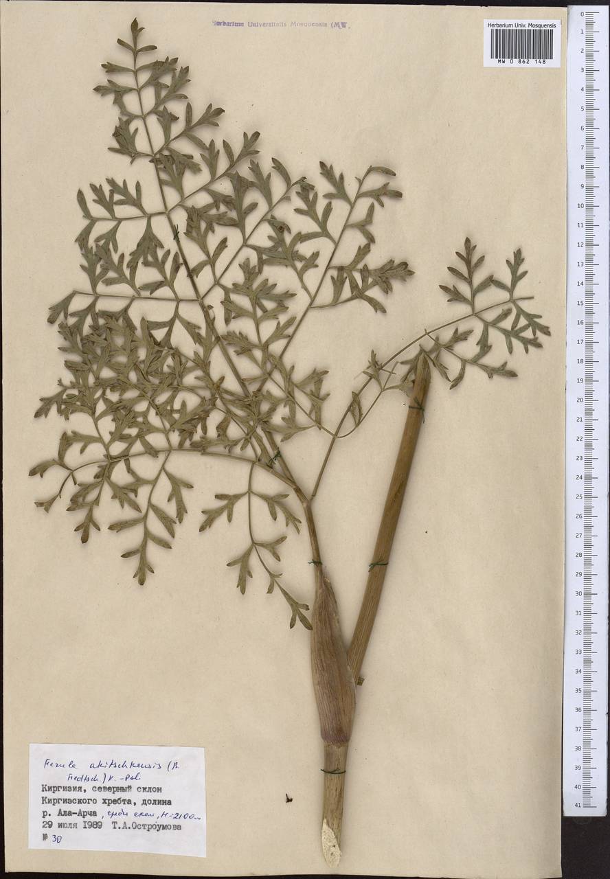 Ферула акичкенская B.Fedtsch. ex Koso-Pol., Средняя Азия и Казахстан, Северный и Центральный Тянь-Шань (M4) (Киргизия)