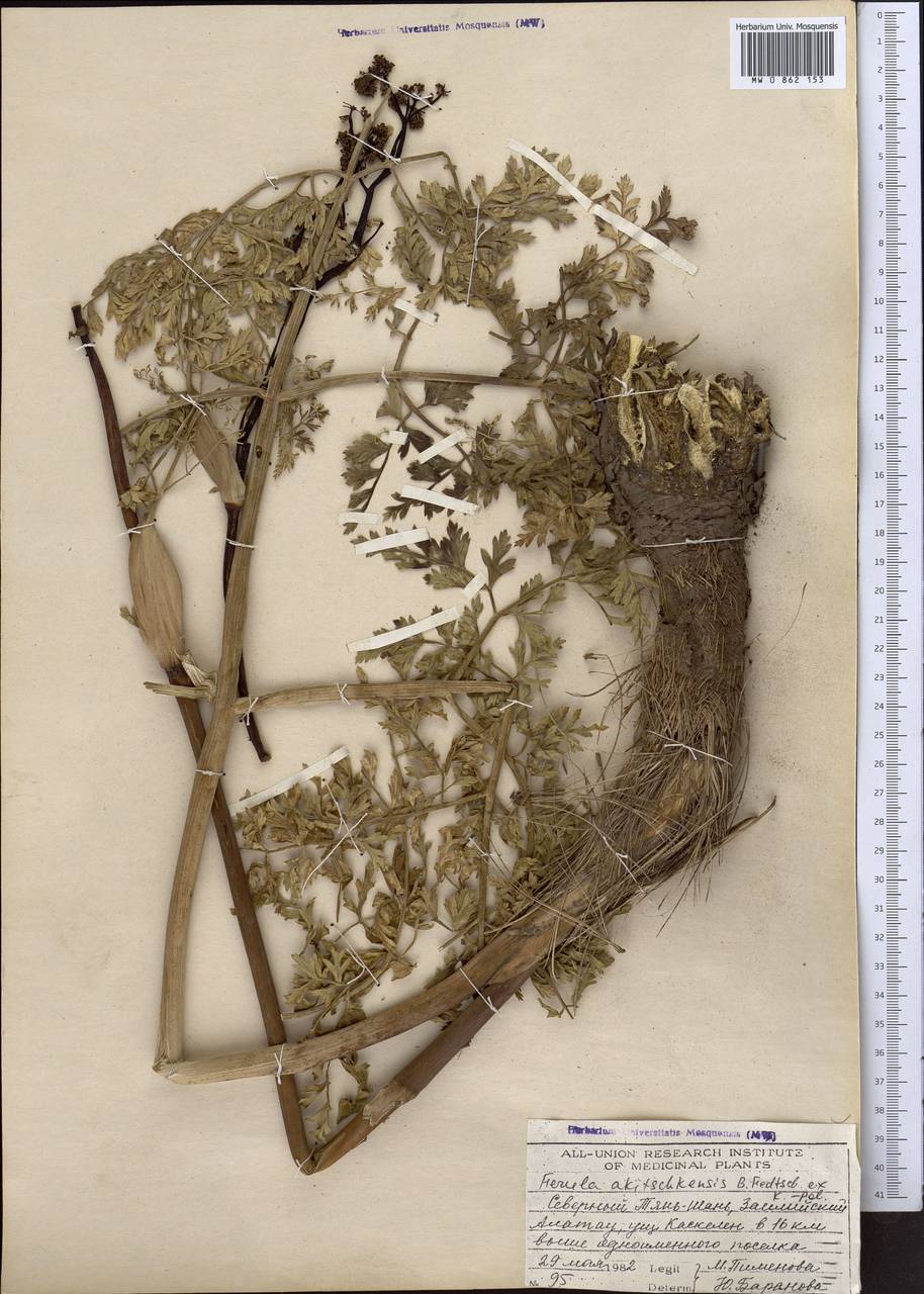 Ферула акичкенская B.Fedtsch. ex Koso-Pol., Средняя Азия и Казахстан, Северный и Центральный Тянь-Шань (M4) (Казахстан)