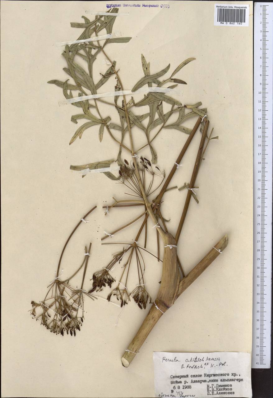 Ферула акичкенская B.Fedtsch. ex Koso-Pol., Средняя Азия и Казахстан, Северный и Центральный Тянь-Шань (M4) (Киргизия)