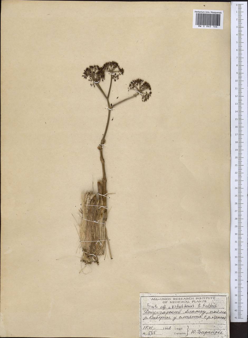 Ферула акичкенская B. Fedtsch. ex Koso-Pol., Средняя Азия и Казахстан, Джунгарский Алатау и Тарбагатай (M5) (Казахстан)