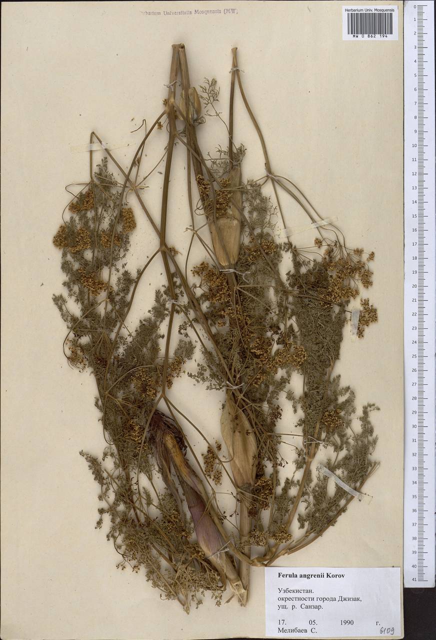 Ферула ангренская Korovin, Средняя Азия и Казахстан, Памир и Памиро-Алай (M2) (Узбекистан)