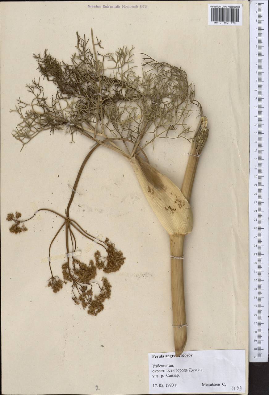 Ферула ангренская Korovin, Средняя Азия и Казахстан, Памир и Памиро-Алай (M2) (Узбекистан)