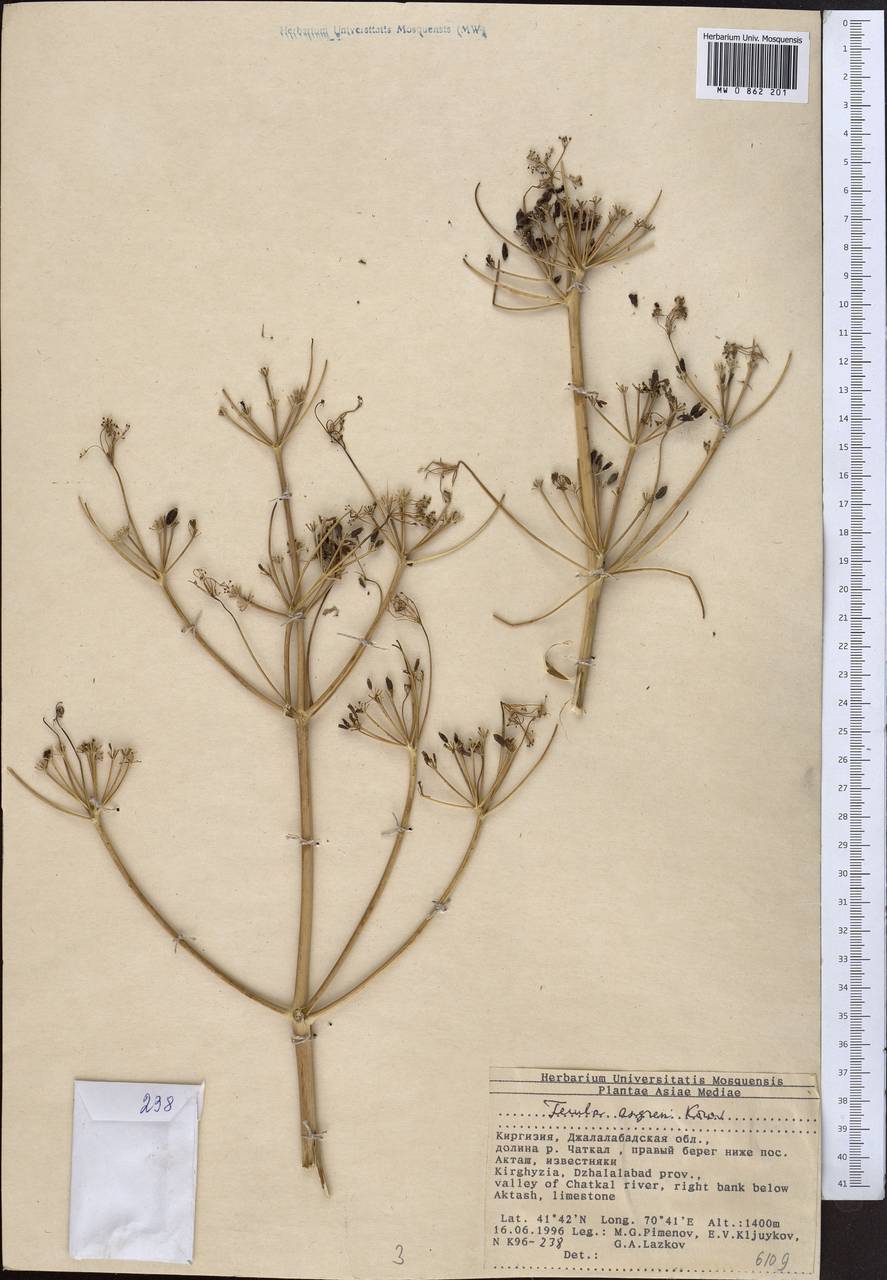 Ферула ангренская Korovin, Средняя Азия и Казахстан, Западный Тянь-Шань и Каратау (M3) (Киргизия)
