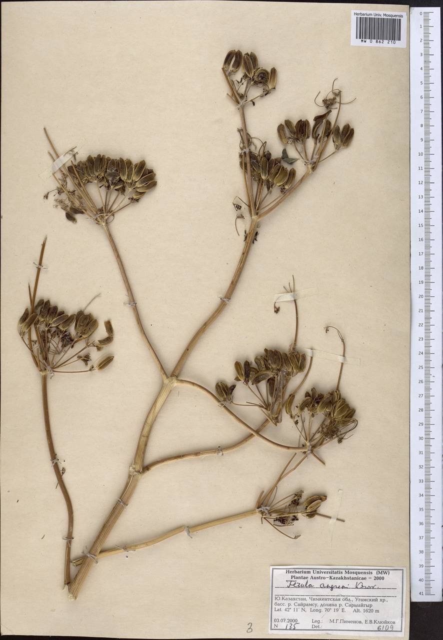 Ферула ангренская Korovin, Средняя Азия и Казахстан, Западный Тянь-Шань и Каратау (M3) (Казахстан)