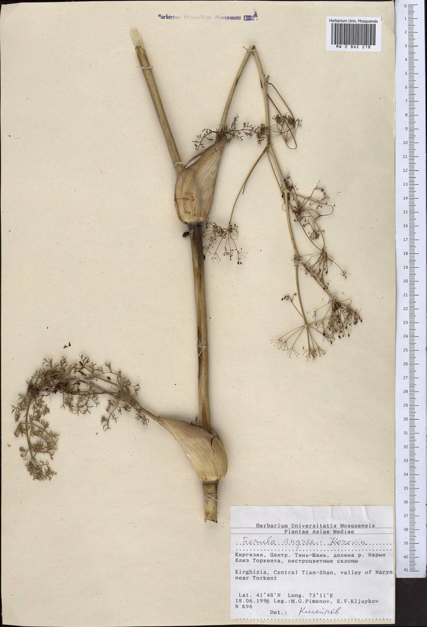 Ферула ангренская Korovin, Средняя Азия и Казахстан, Западный Тянь-Шань и Каратау (M3) (Киргизия)