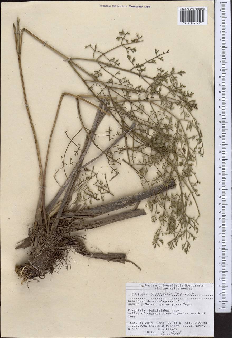 Ферула ангренская Korovin, Средняя Азия и Казахстан, Западный Тянь-Шань и Каратау (M3) (Киргизия)