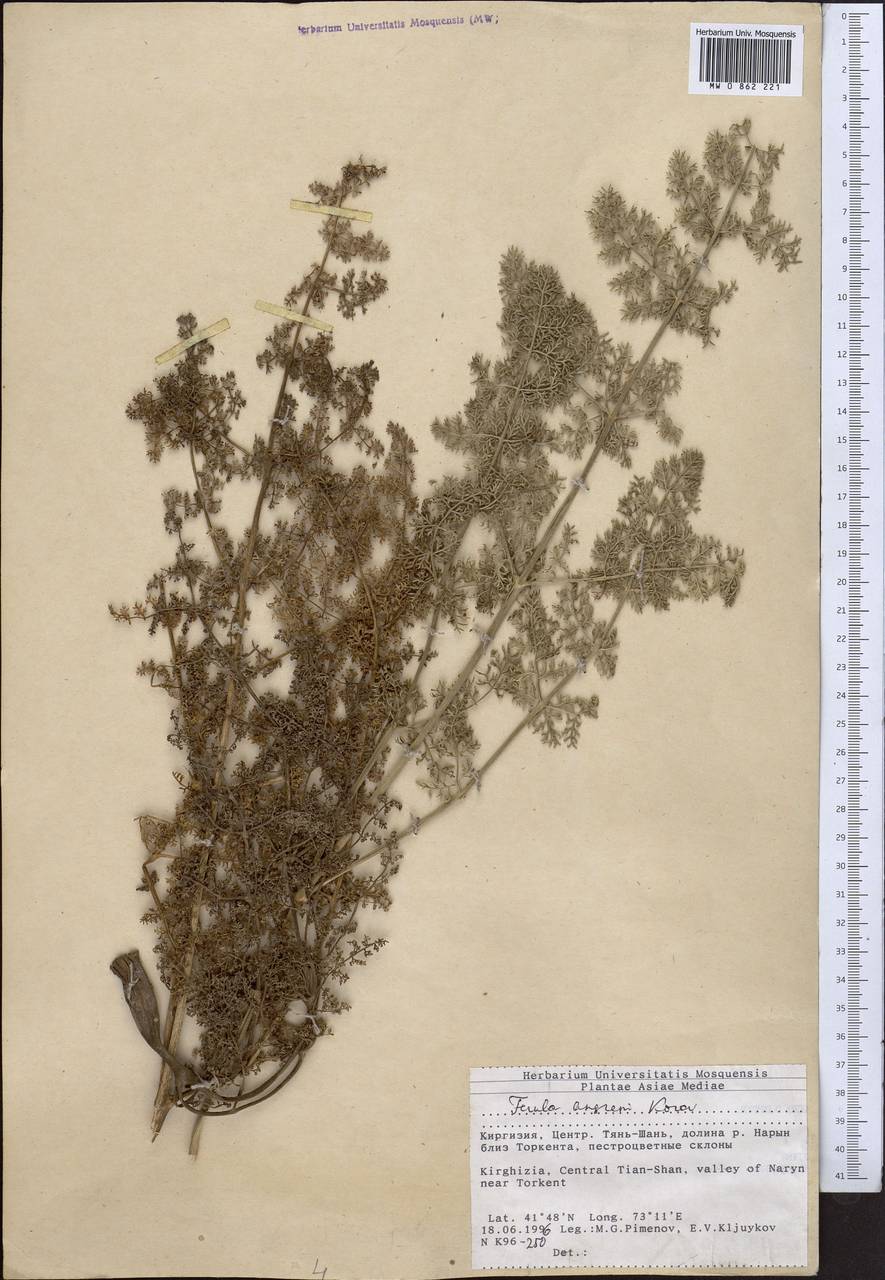 Ферула ангренская Korovin, Средняя Азия и Казахстан, Западный Тянь-Шань и Каратау (M3) (Киргизия)