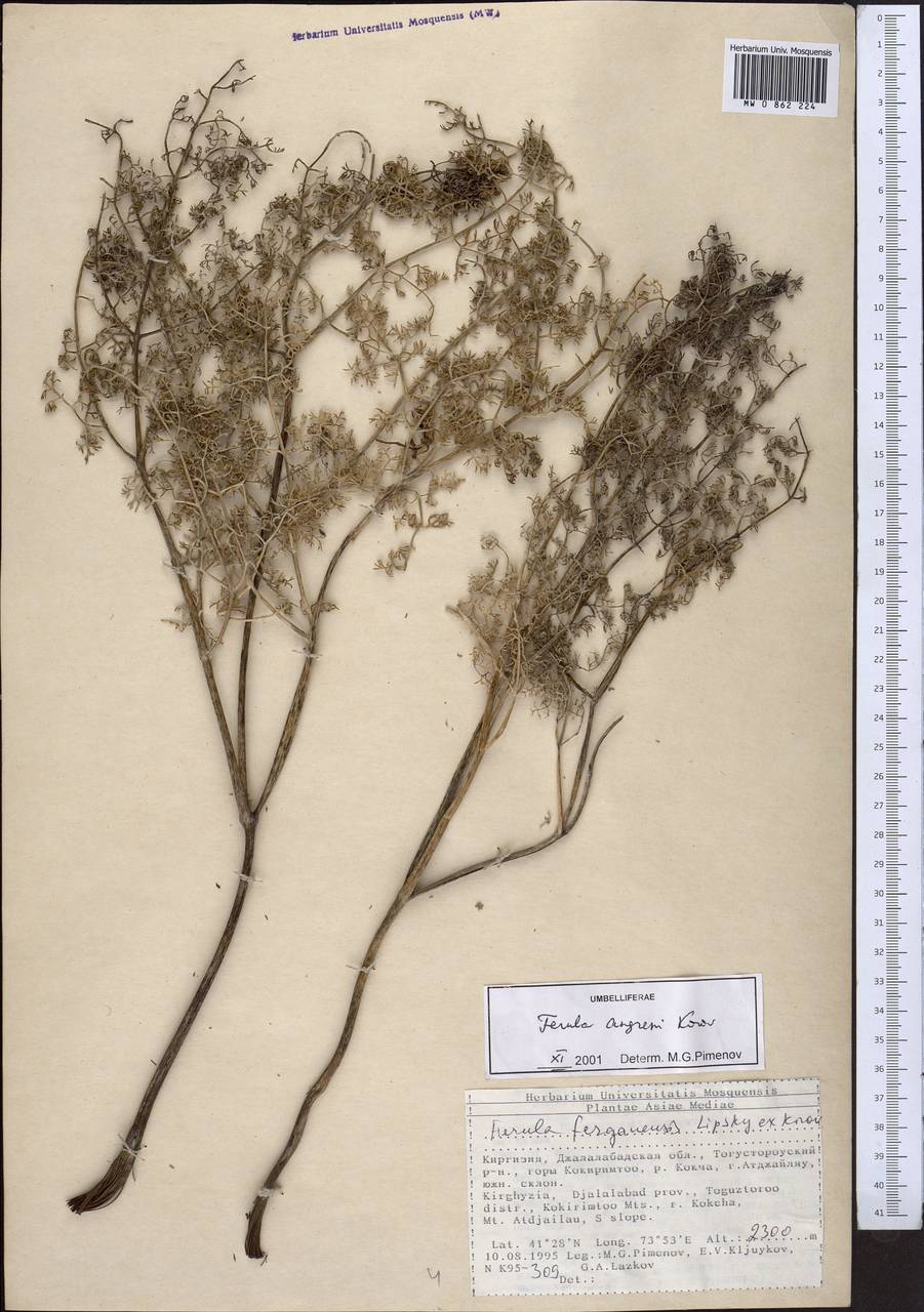 Ферула ангренская Korovin, Средняя Азия и Казахстан, Северный и Центральный Тянь-Шань (M4) (Киргизия)