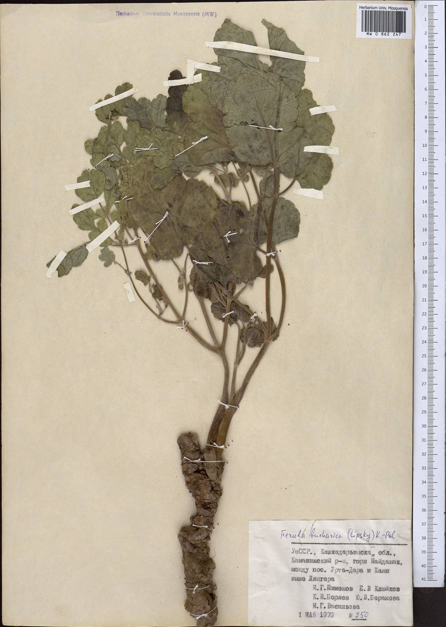 Ладыгиния бухарская Lipsky, Средняя Азия и Казахстан, Памир и Памиро-Алай (M2) (Узбекистан)