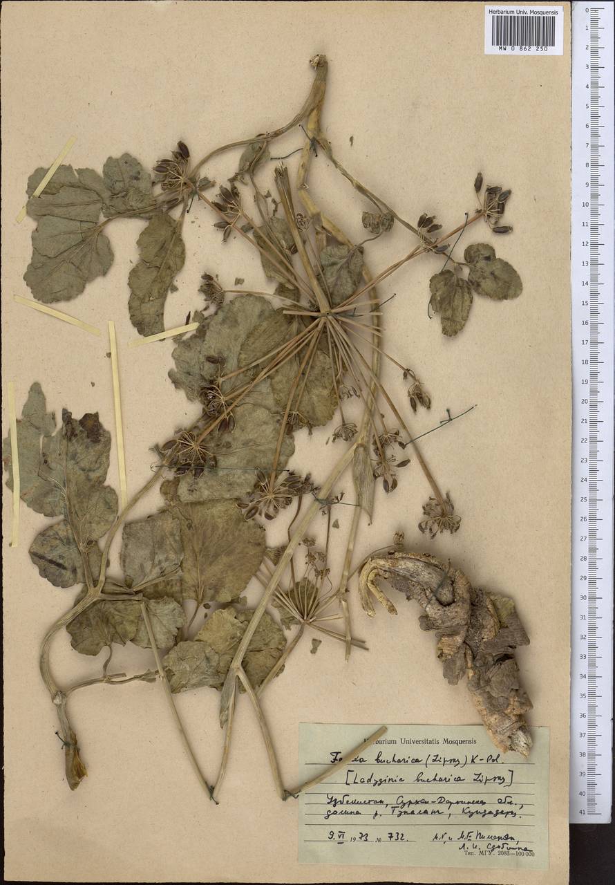 Ладыгиния бухарская Lipsky, Средняя Азия и Казахстан, Памир и Памиро-Алай (M2) (Таджикистан)