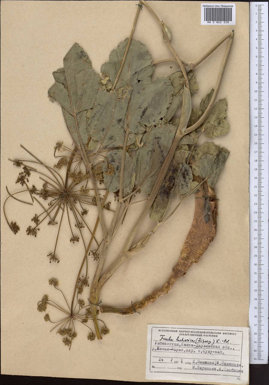 Ладыгиния бухарская Lipsky, Средняя Азия и Казахстан, Сырдарьинские пустыни и Кызылкумы (M7) (Узбекистан)