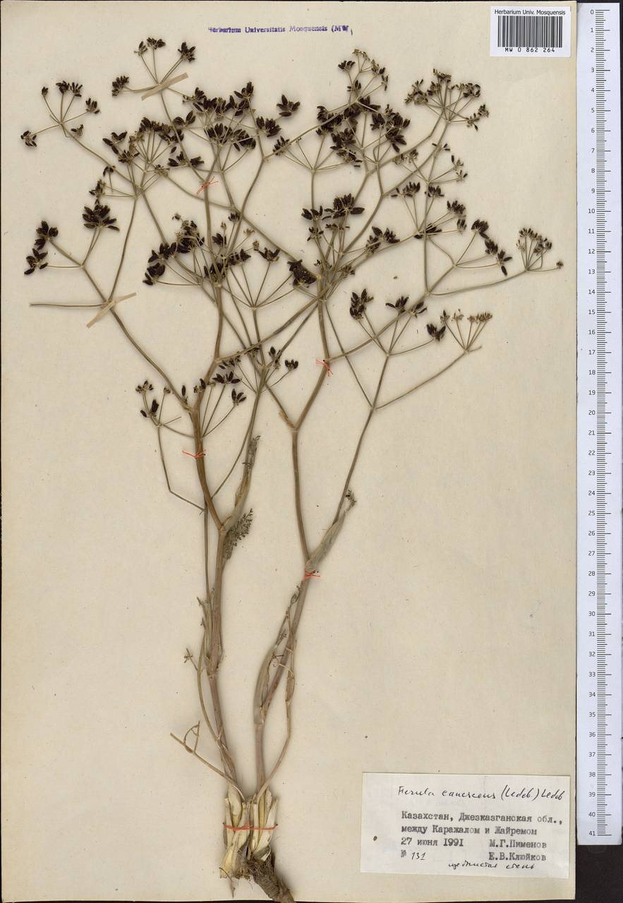 Ферула седоватая (Ledeb.) Ledeb., Средняя Азия и Казахстан, Муюнкумы, Прибалхашье и Бетпак-Дала (M9) (Казахстан)