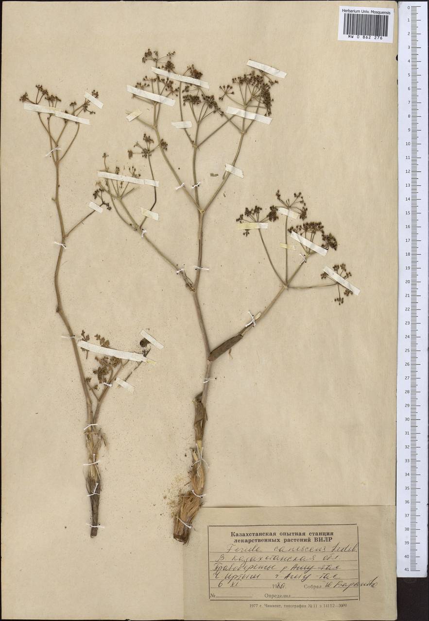 Ферула седоватая (Ledeb.) Ledeb., Средняя Азия и Казахстан, Муюнкумы, Прибалхашье и Бетпак-Дала (M9) (Казахстан)