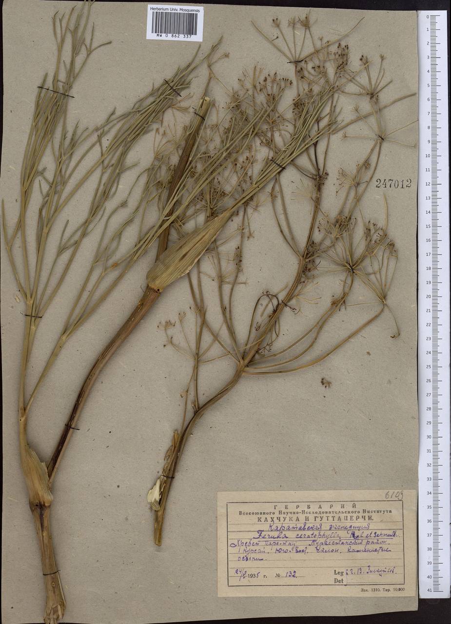 Ферула роголистная Regel & Schmalh., Средняя Азия и Казахстан, Западный Тянь-Шань и Каратау (M3) (Казахстан)