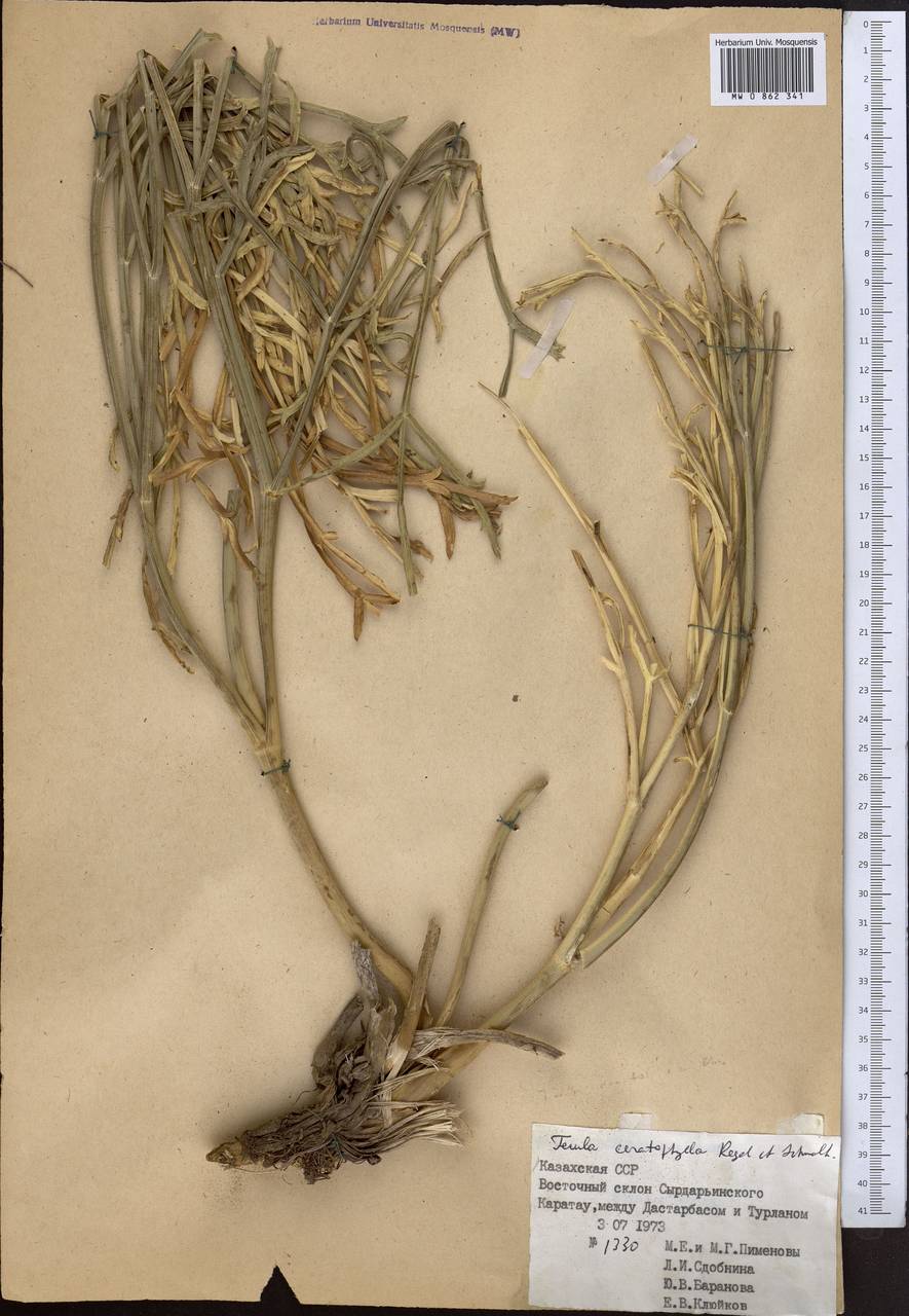 Ферула роголистная Regel & Schmalh., Средняя Азия и Казахстан, Западный Тянь-Шань и Каратау (M3) (Казахстан)