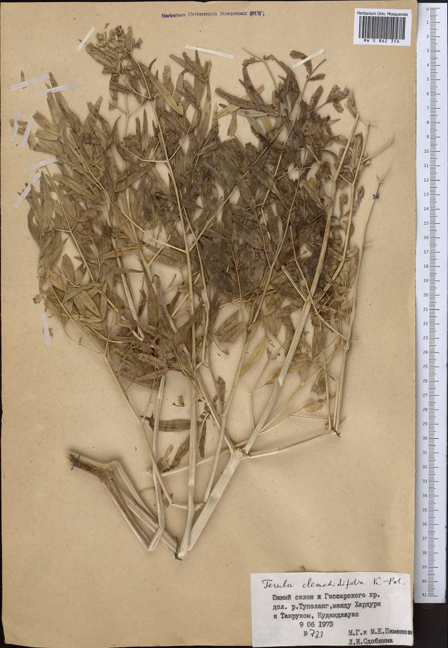 Ферула ломоносолистная Koso-Pol., Средняя Азия и Казахстан, Памир и Памиро-Алай (M2) (Таджикистан)