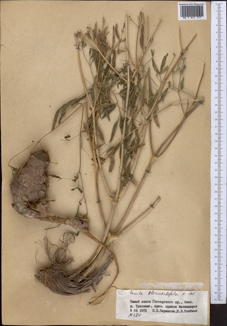 Ферула ломоносолистная Koso-Pol., Средняя Азия и Казахстан, Памир и Памиро-Алай (M2) (Таджикистан)