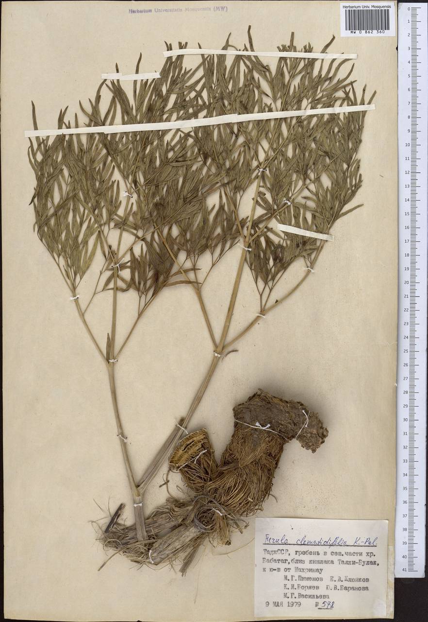 Ферула ломоносолистная Koso-Pol., Средняя Азия и Казахстан, Памир и Памиро-Алай (M2) (Таджикистан)