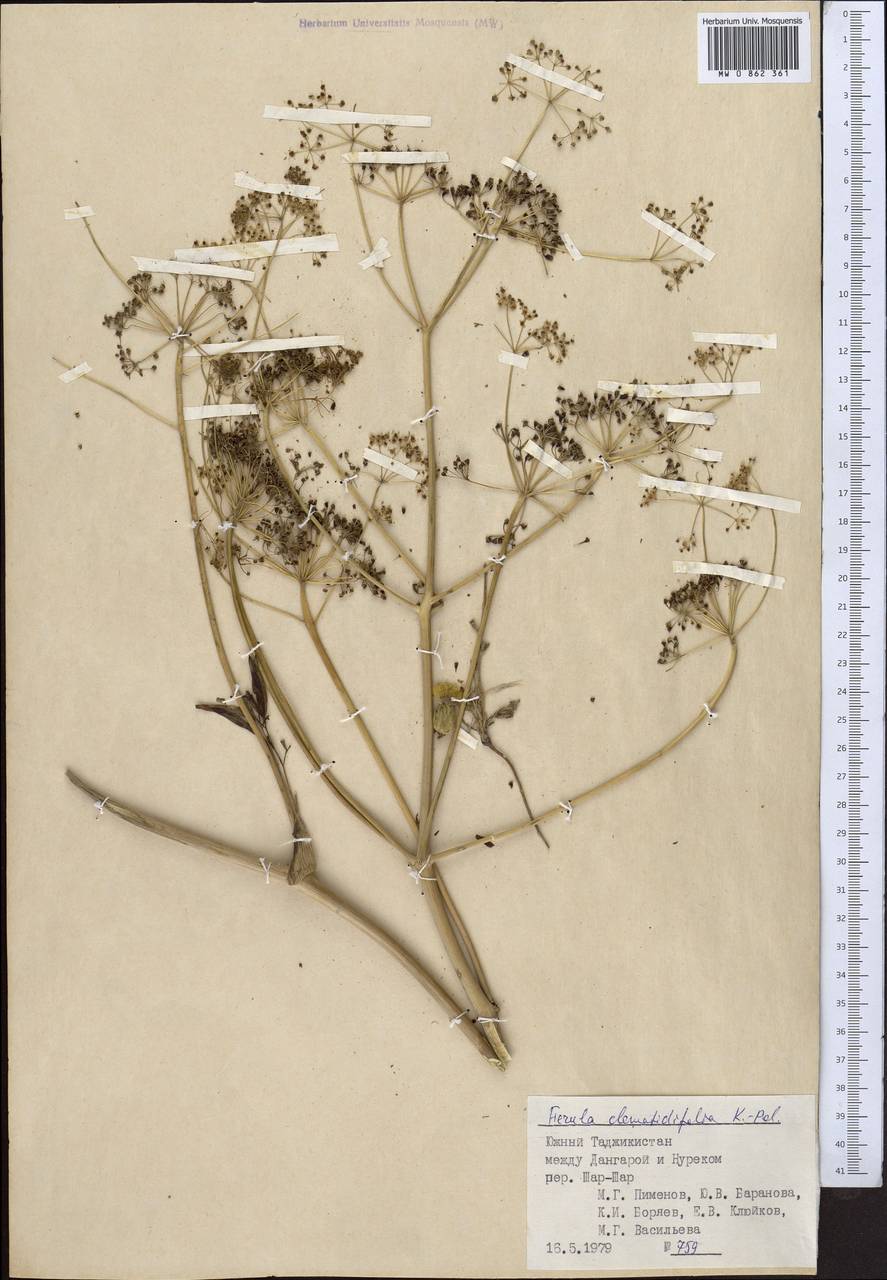 Ферула ломоносолистная Koso-Pol., Средняя Азия и Казахстан, Памир и Памиро-Алай (M2) (Таджикистан)