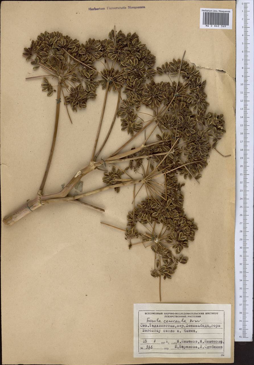 Ферула конусостебельная Korovin, Средняя Азия и Казахстан, Западный Тянь-Шань и Каратау (M3) (Таджикистан)