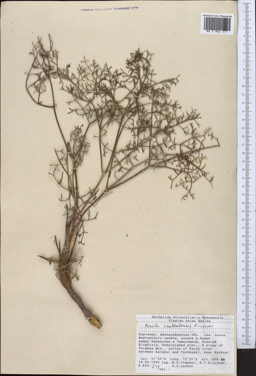 Ферула чаткальская Pimenov, Средняя Азия и Казахстан, Западный Тянь-Шань и Каратау (M3) (Киргизия)