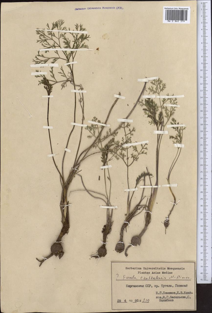 Ферула чаткальская Pimenov, Средняя Азия и Казахстан, Западный Тянь-Шань и Каратау (M3) (Киргизия)